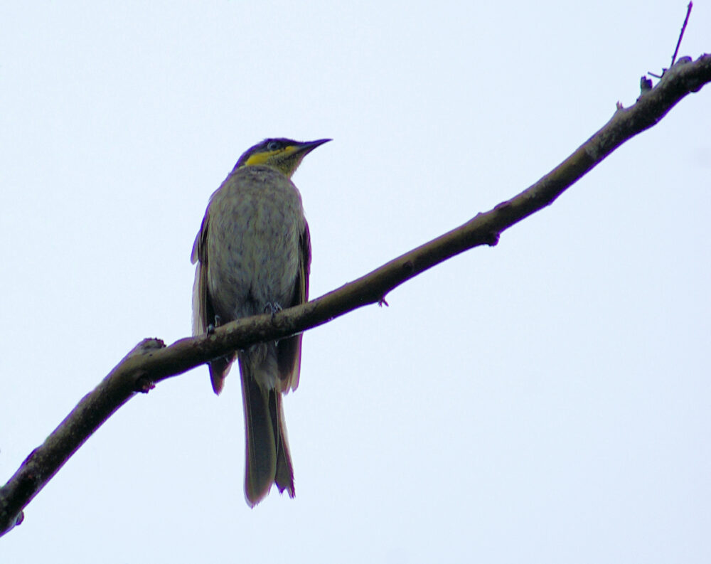 Image of a Mangrove Honeyeater