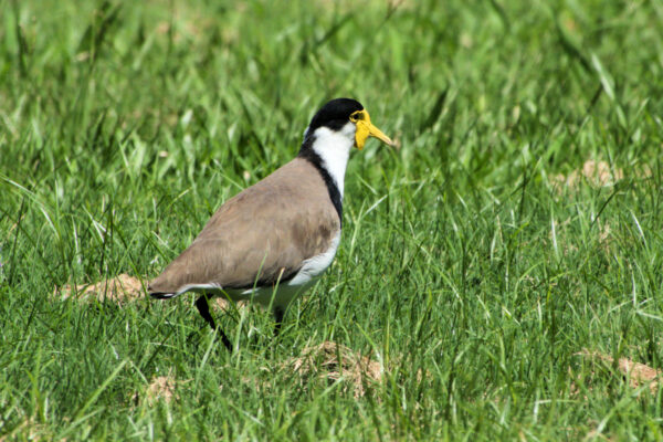 Image of a Masked Lapwing