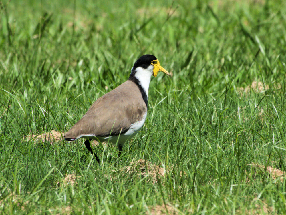 Image of a Masked Lapwing