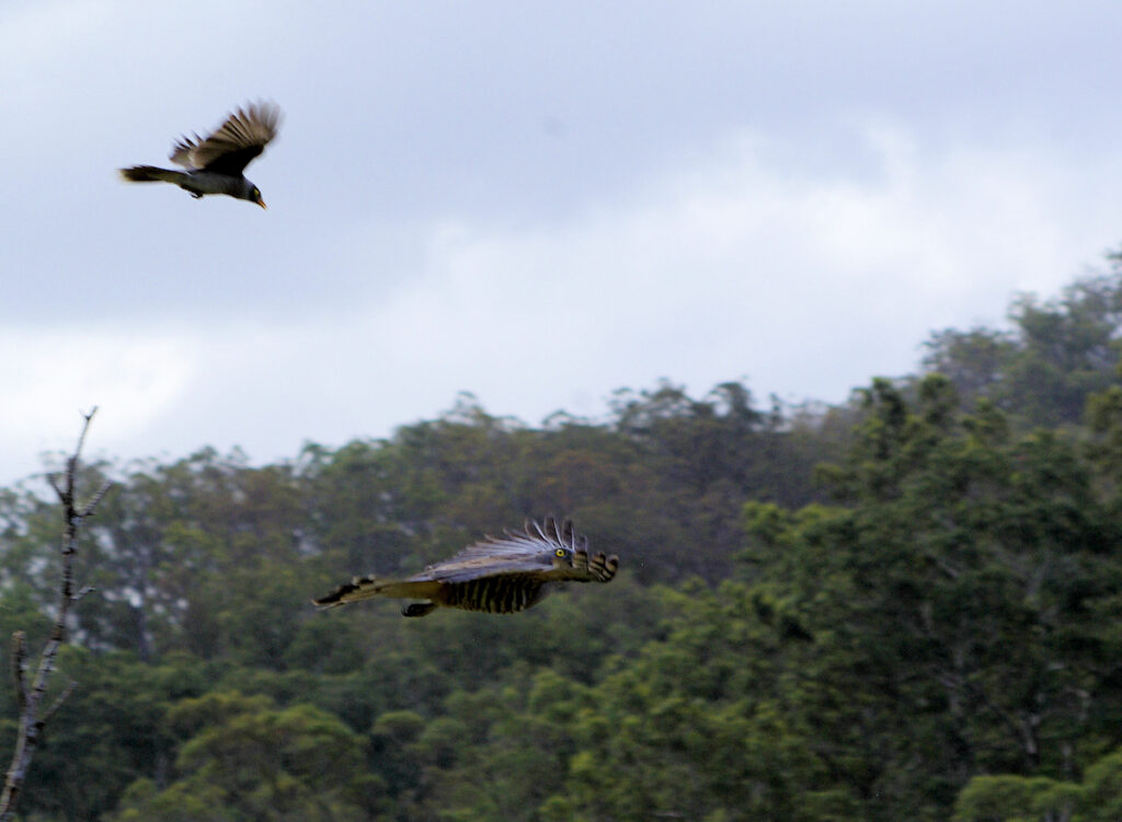 Image of a Pacific Baza