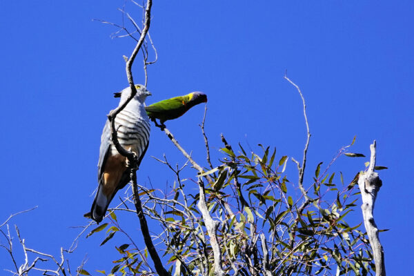 Image of a Pacific Baza