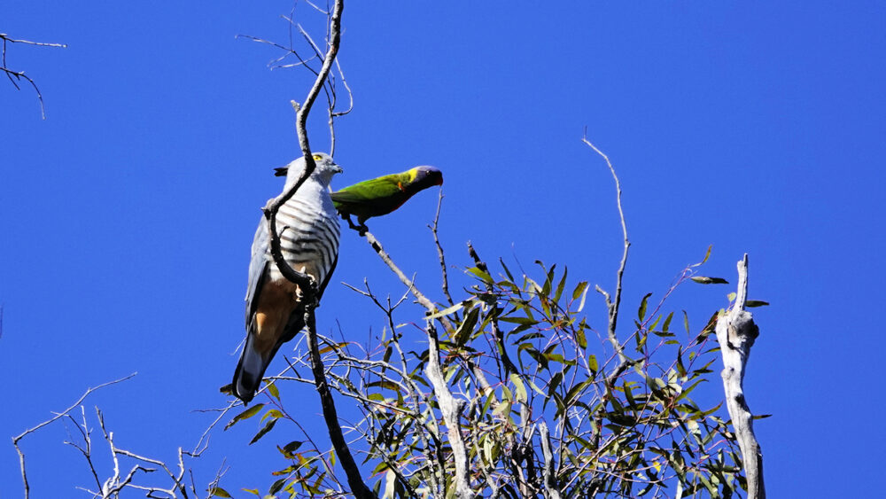 Image of a Pacific Baza