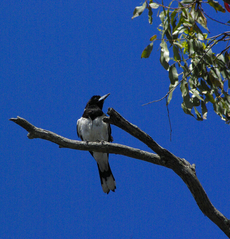 Image of a Pied Butcherbird