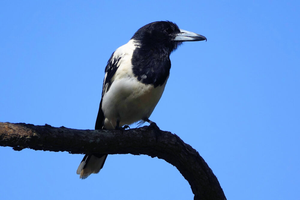 Image of a Pied Butcherbird