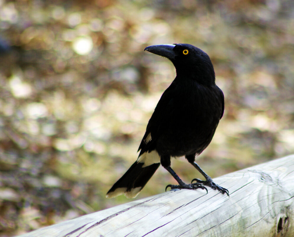 Image of a Pied Currawong