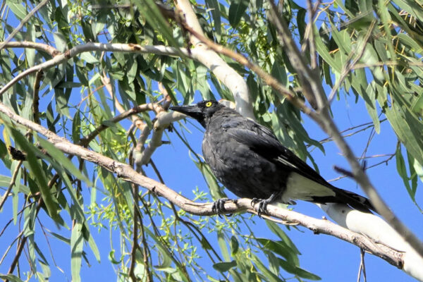 Image of a Pied Currawong