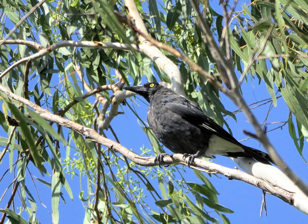 Image of a Pied Currawong