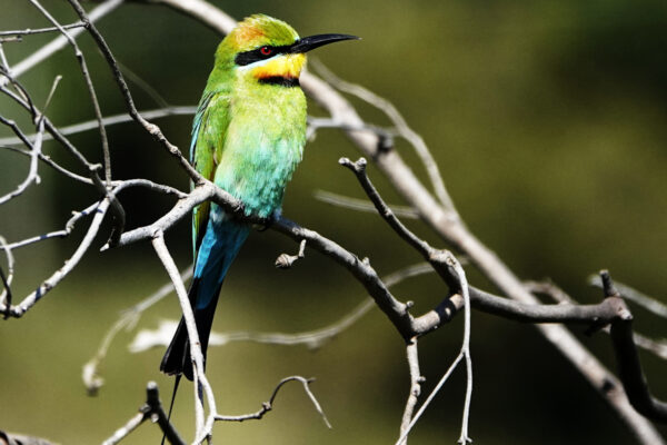 Rainbow Bee-eater