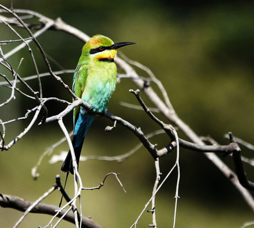 Rainbow Bee-eater