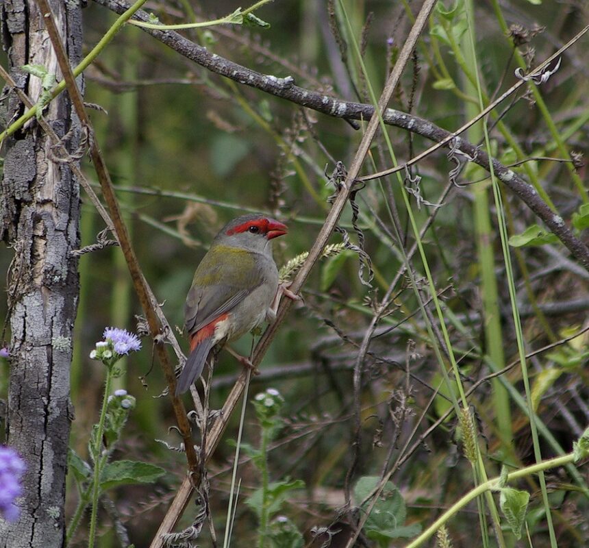 Image of a Red-browed Finch