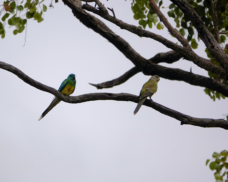 Image of a Red-rumped Parrot