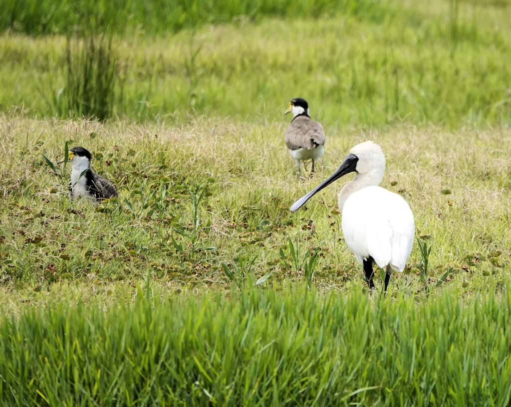 Image of a Image of a Royal Spoonbill