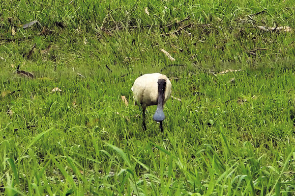 Royal spoonbill