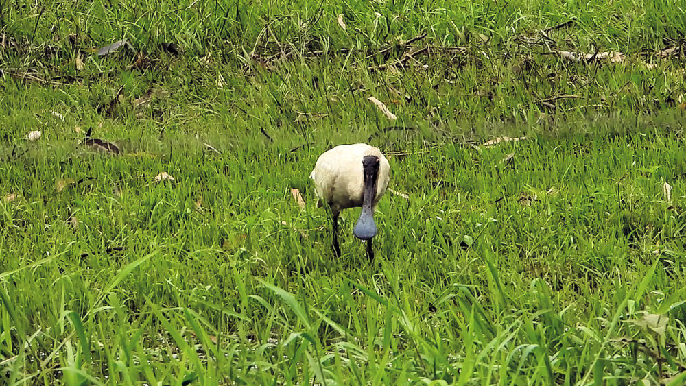 Royal spoonbill