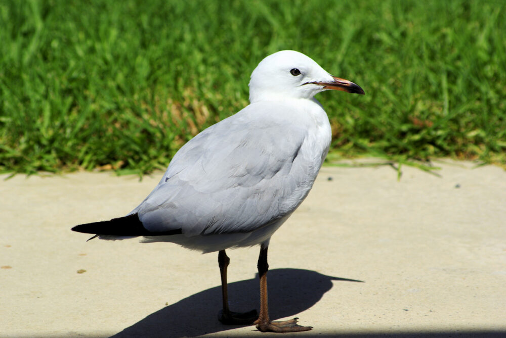 Image of a Silver Gull