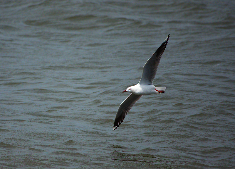 Image of a Silver Gull