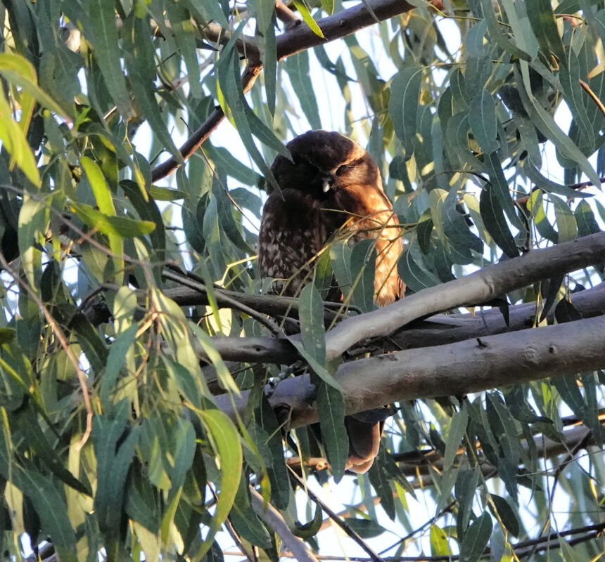 Image of a Southern Boobook