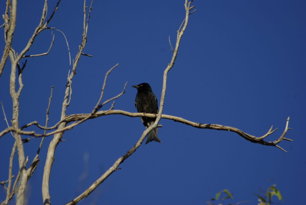 Image of a Spangled Drongo