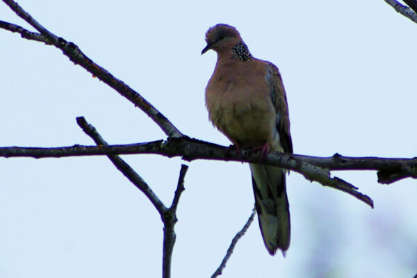 Image of a Spotted Dove