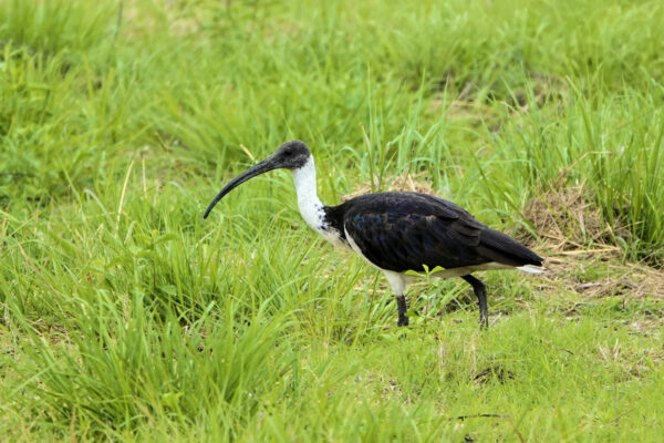 Straw Necked Ibis