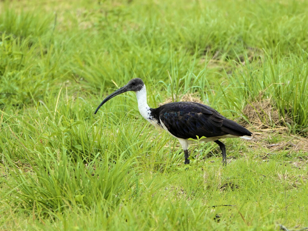 Straw Necked Ibis