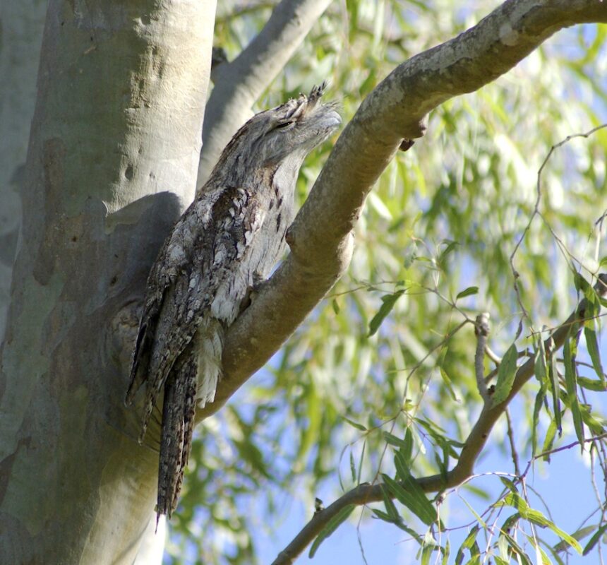 Image of a Tawny Frogmouth