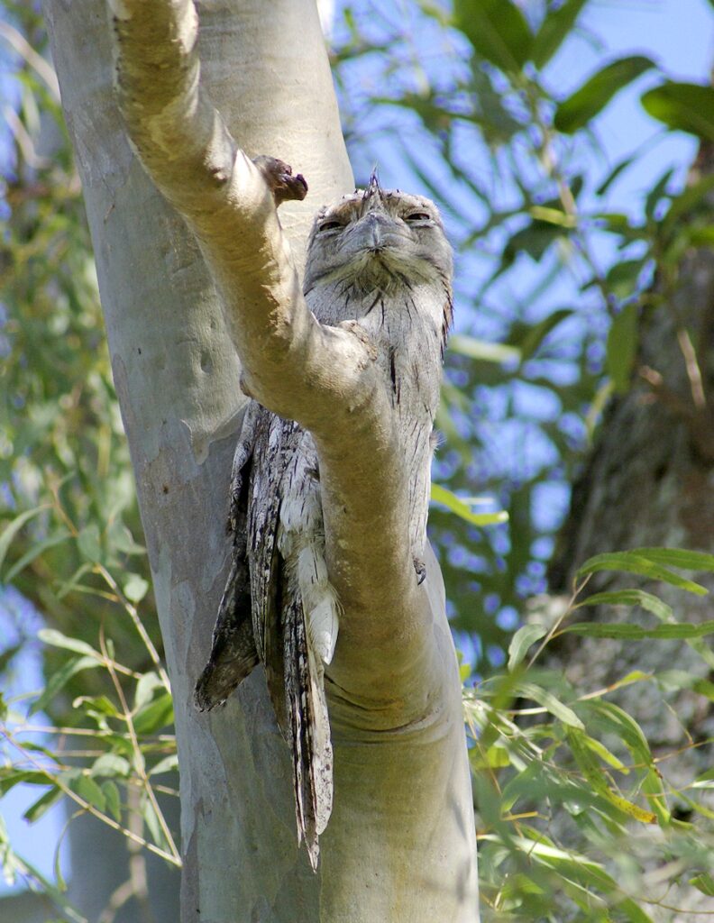 Image of a Tawny Frogmouth