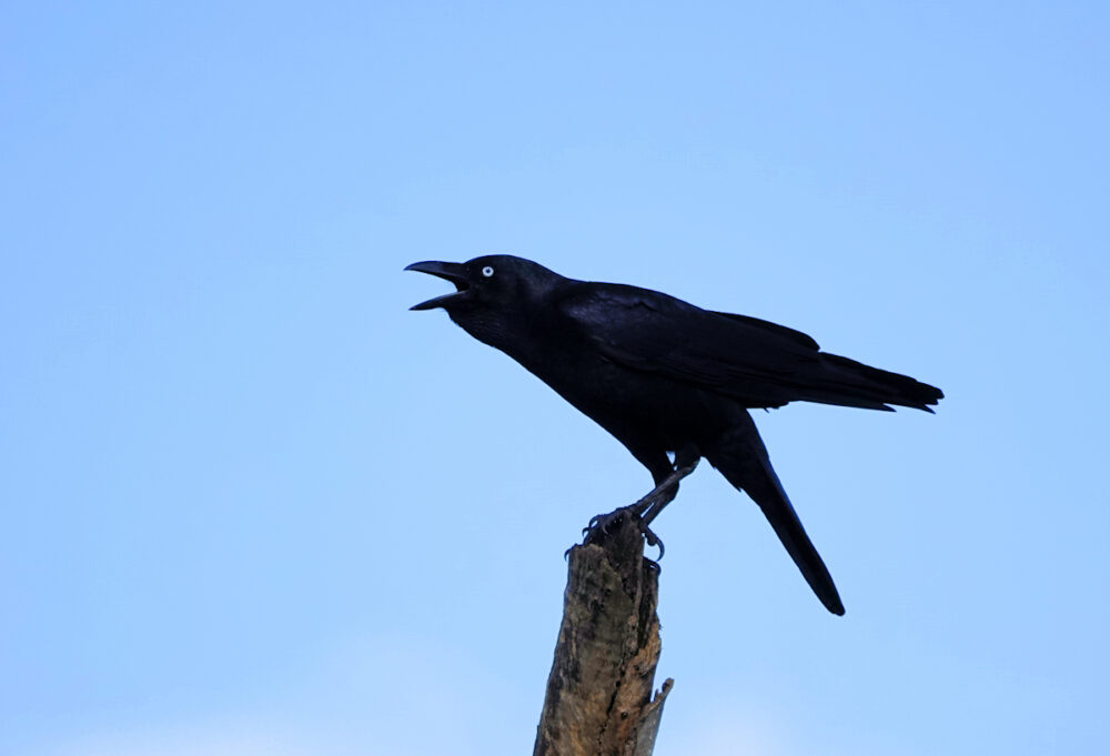 Image of a Torresian Crow on a pole