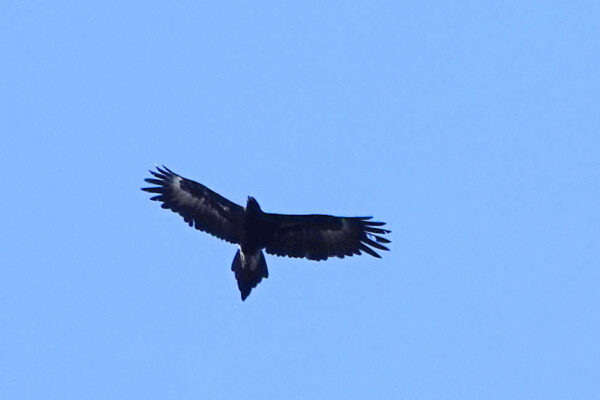 Wedge Tailed Eagle