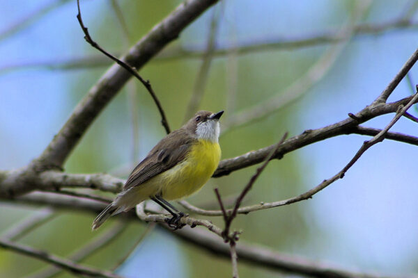 White Throated Gerygone