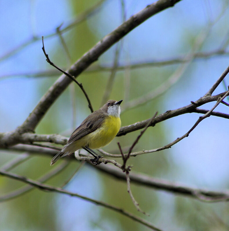 White Throated Gerygone