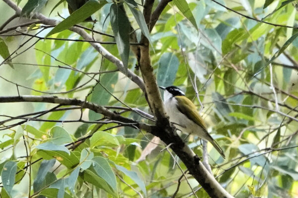 White Throated Honeyeater