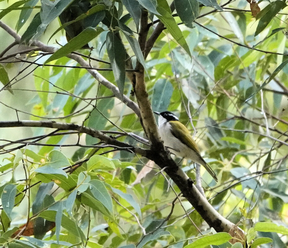 White Throated Honeyeater