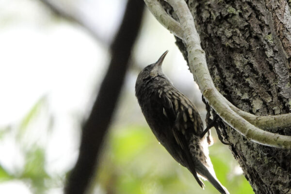 Image of a White-throated Treecreeper