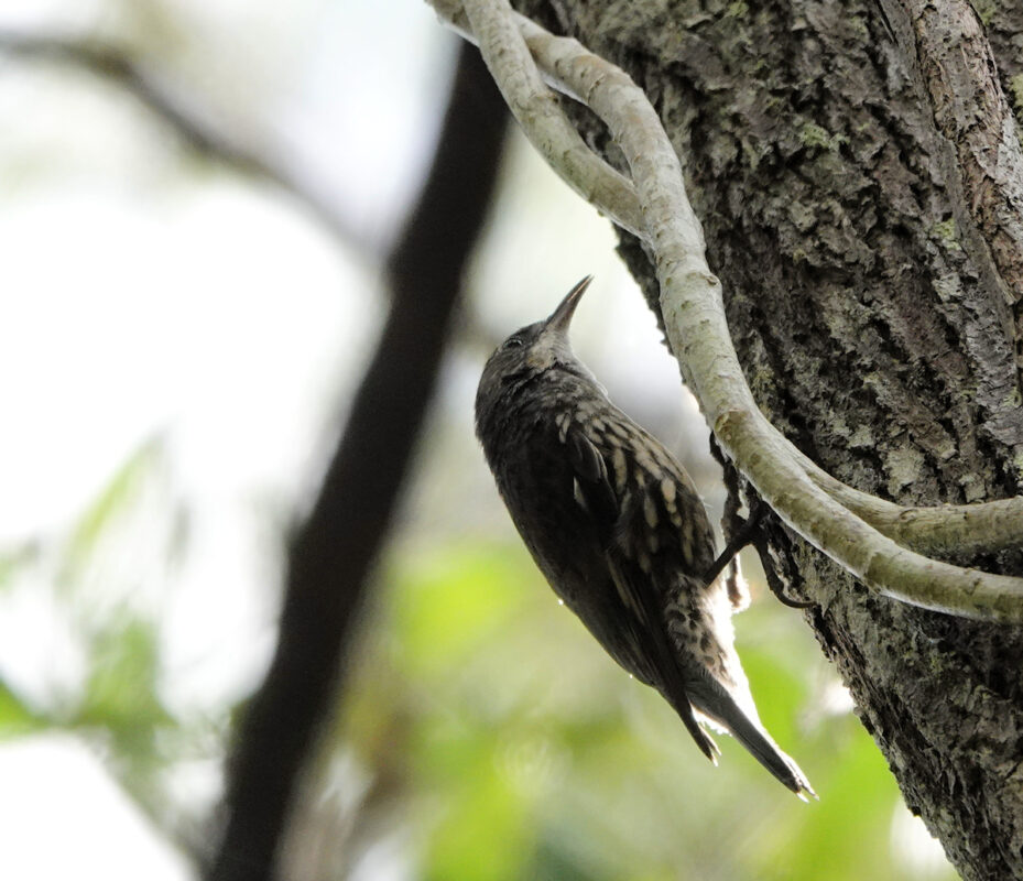 Image of a White-throated Treecreeper