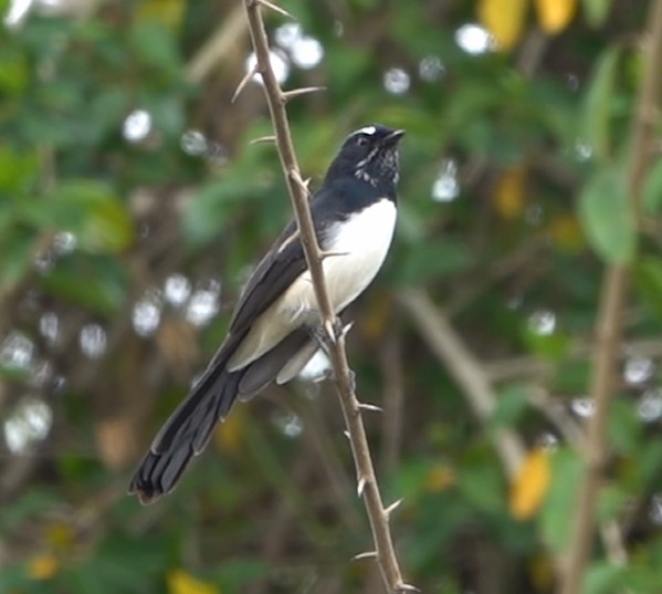 Image of a Willie Wagtail