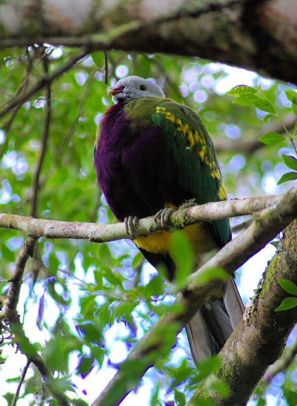 Image of a Wompoo Fruit-Dove in a tree