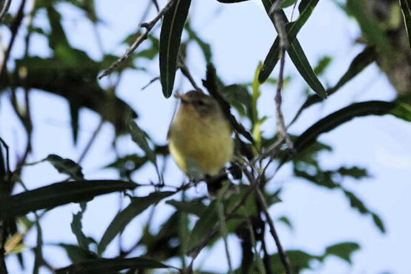 Yellow Thornbill