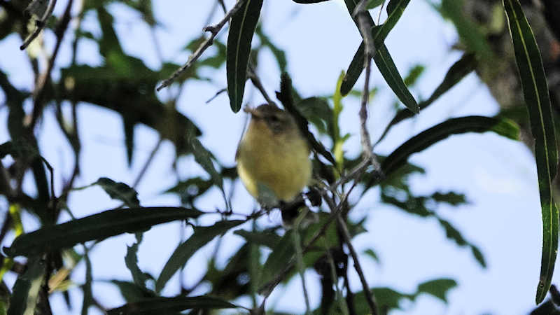 Yellow Thornbill