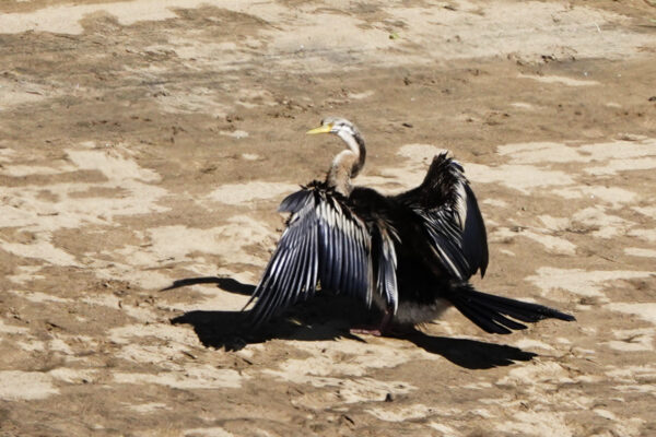 Australasian Darter