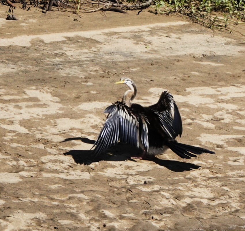 Australasian Darter