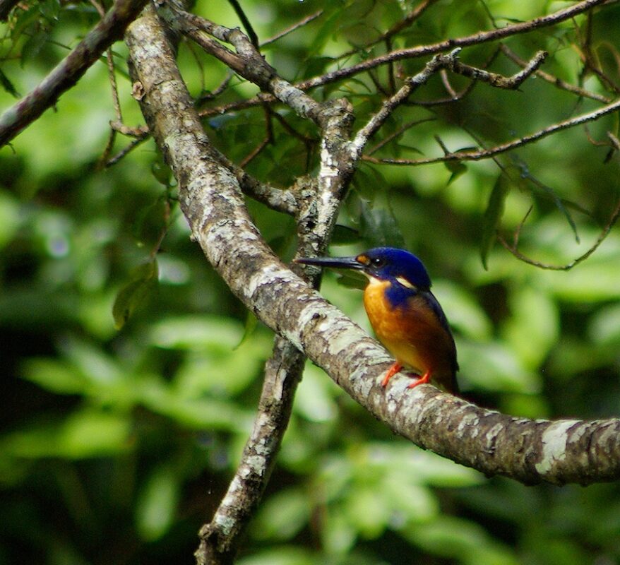 Azure Kingfisher