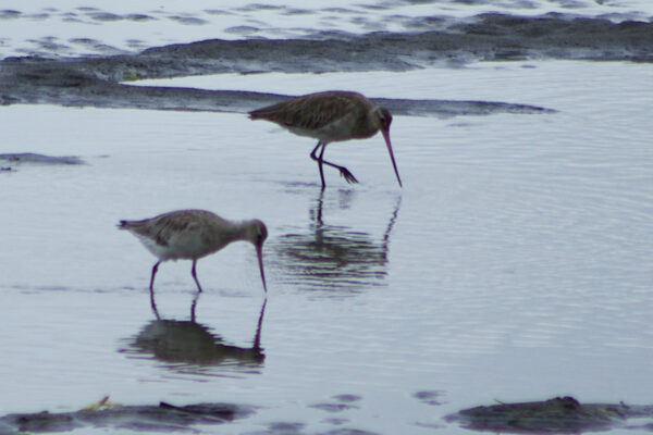 Bar Tailed Godwit