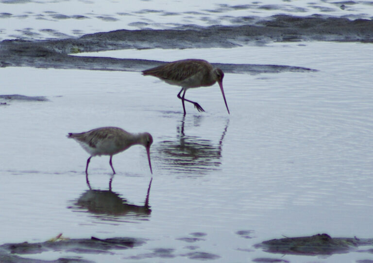 Bar-tailed Godwit