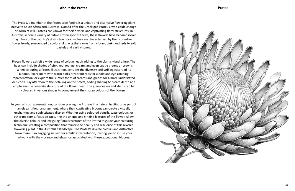 Blooming Marvellous Colouring Book sample page of a Protea