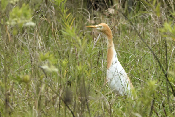 Cattle Egret