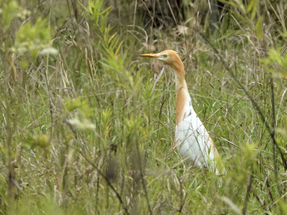 Cattle Egret