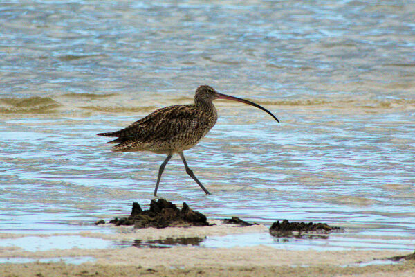 Eastern Curlew