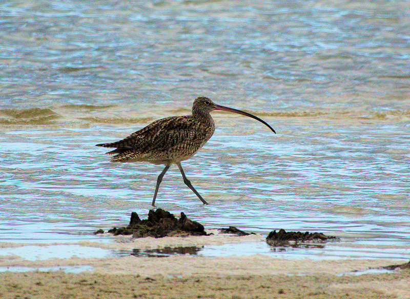 Eastern Curlew