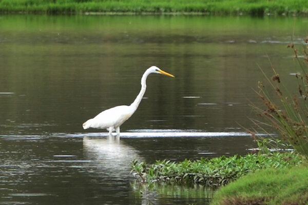 Eastern Great Egret at Oxley Creek Common